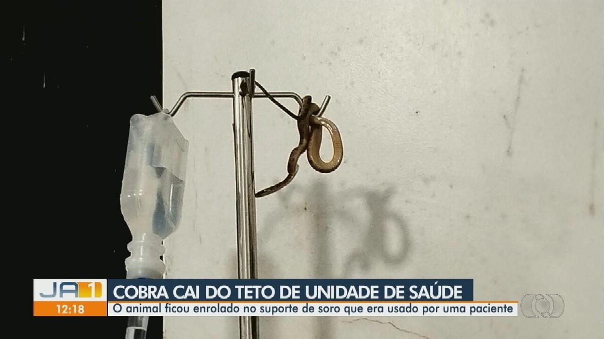 A snake falls from the ceiling onto an IV pole in a health unit in Goiás |  Goiás