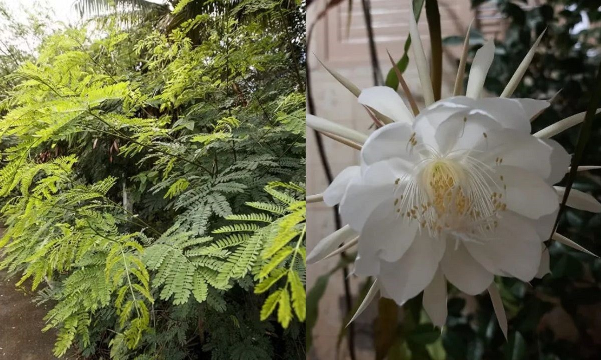 Leucena e Murta: plantas invasoras ameaçam o meio ambiente e devem ser eliminadas de Campo Grande
