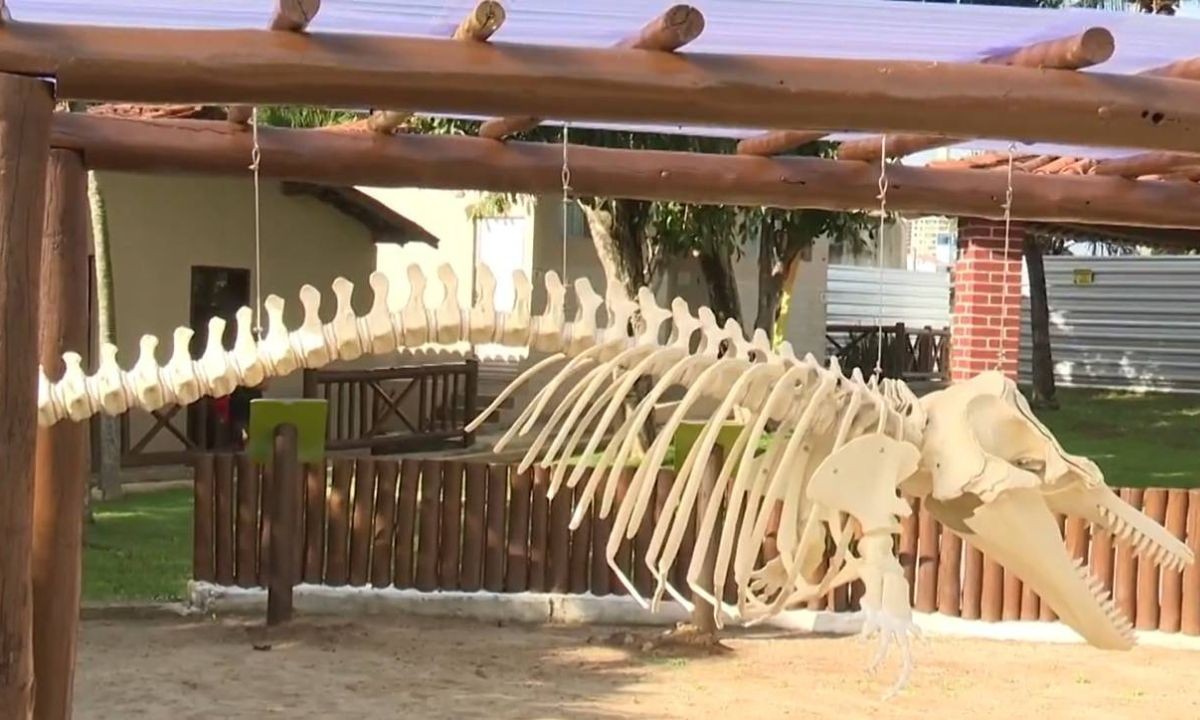 Zoológico de Salvador reabre com entrada gratuita nesta terça-feira; confira as novidades
