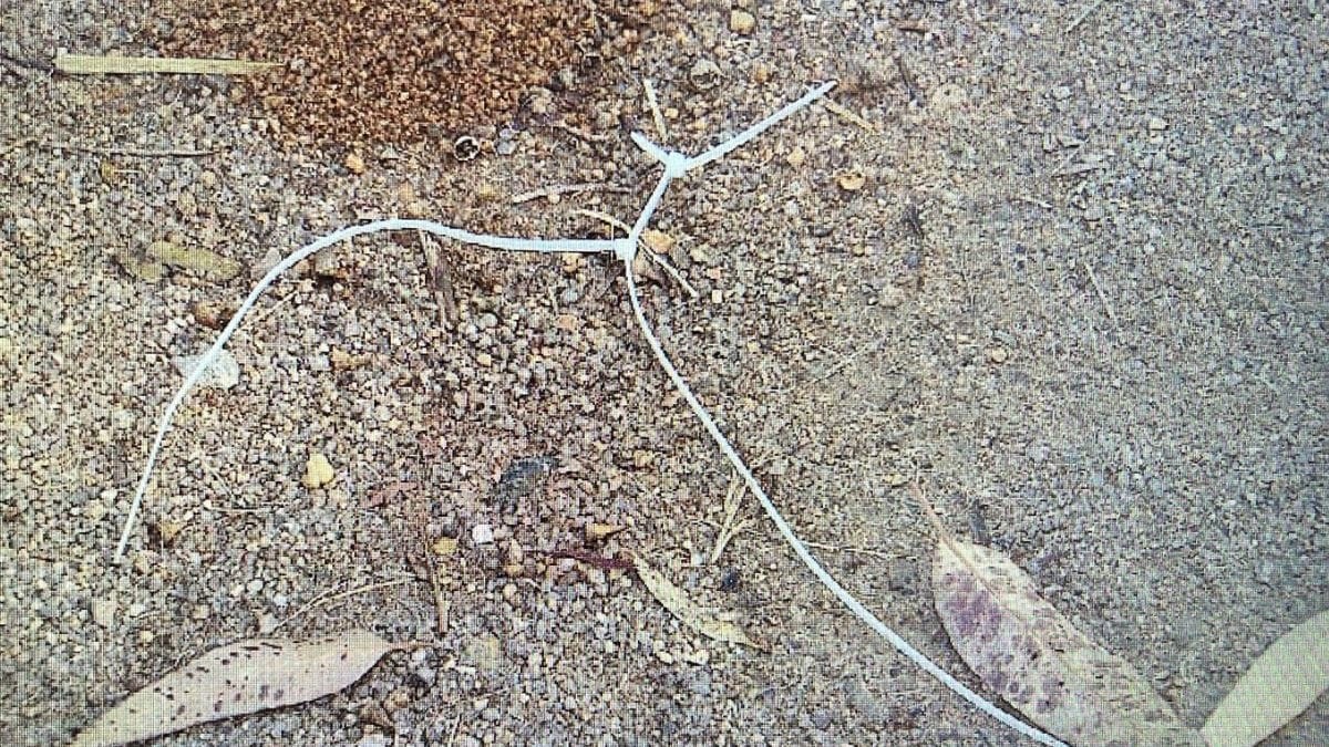 Turistas são assaltados e amarrados em trilha para cachoeira paradisíaca em SC: 'Esvaziaram a conta de todo mundo'