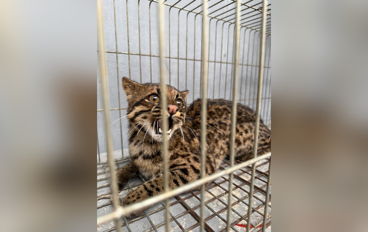Filhote de jaguatirica ferido é resgatado pela Polícia Ambiental na zona rural de Capão Bonito