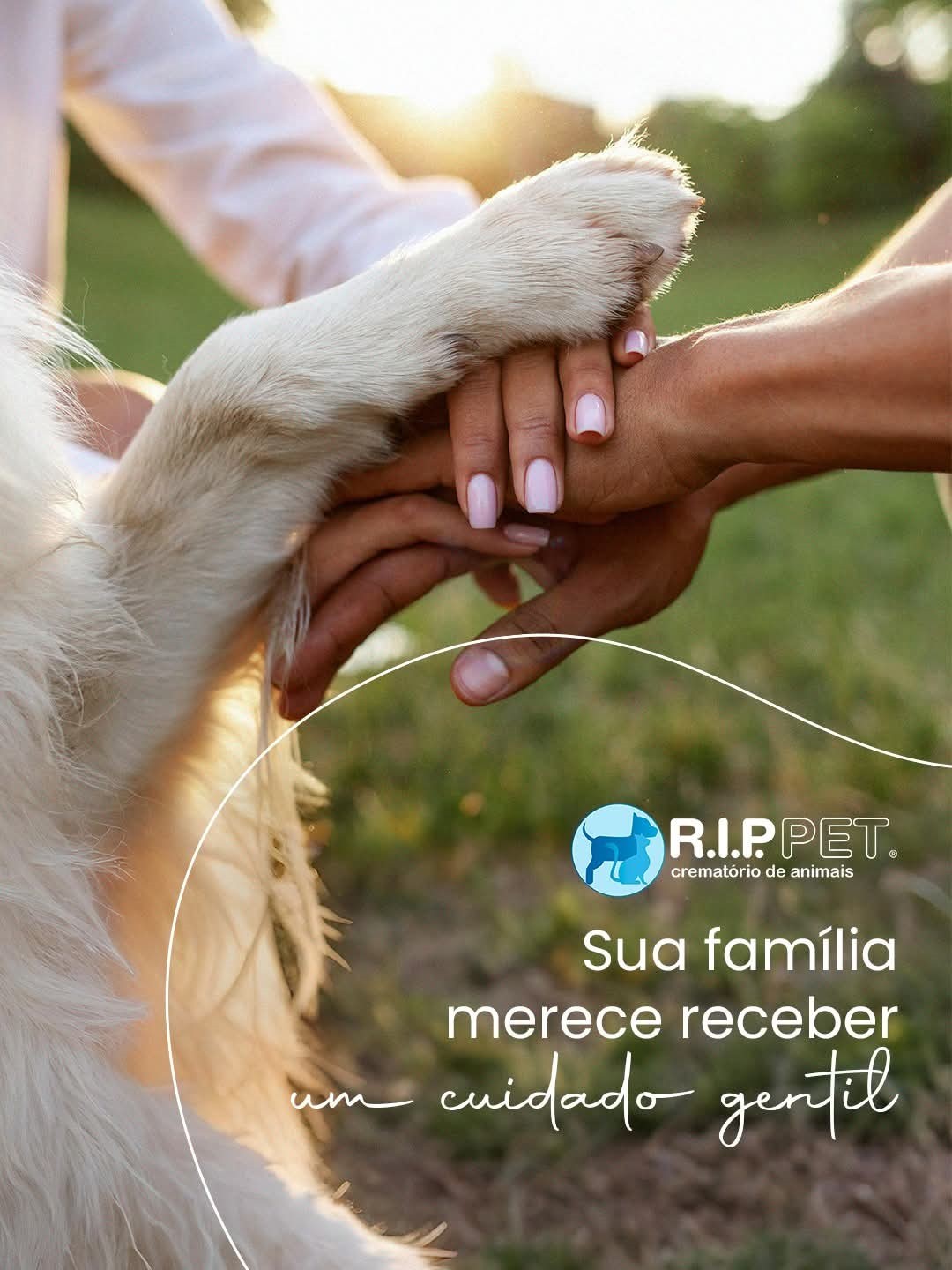 Como escolher um serviço funerário pet com segurança no Sul Fluminense