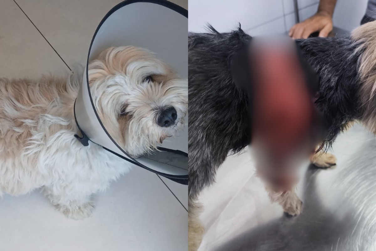 Rottweiler escapa de casa e ataca outro cão que passeava com o tutor; câmera flagrou agressão