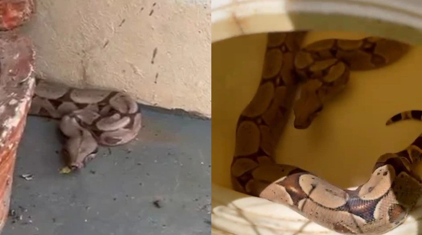 VÍDEO; jiboia invade casa, se esconde em jardim e é resgatada pelos bombeiros em MT