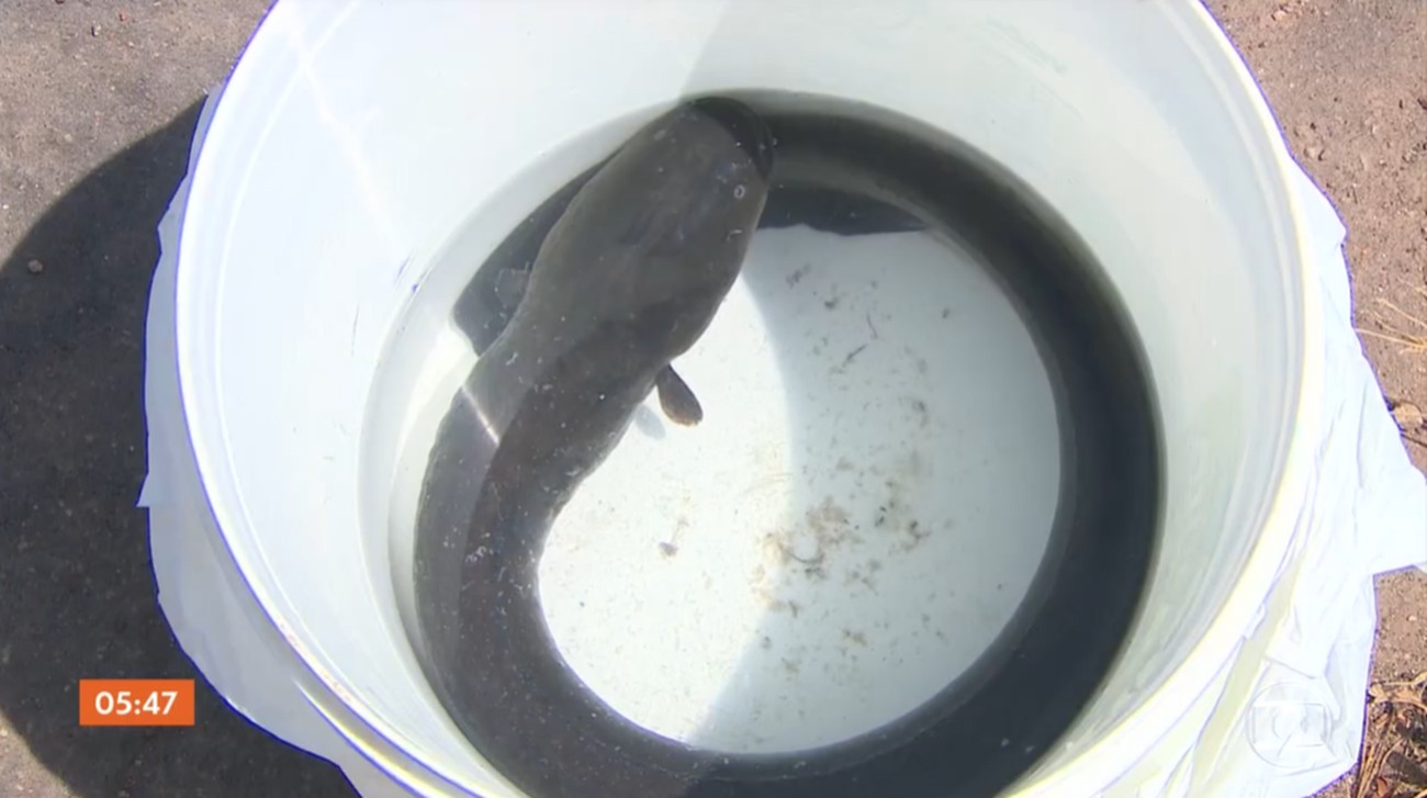 Poraquê: conheça espécie de peixe elétrico suspeita de causar morte de agricultor no TO