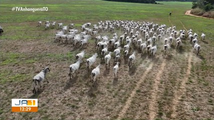 Confira os principais destaques do Jornal do Campo deste domingo (14)