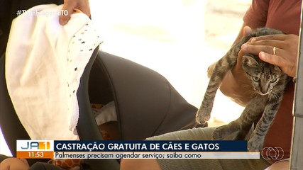 Mutirão de castração com atendimentos gratuitos é realizado neste fim de semana em Palmas