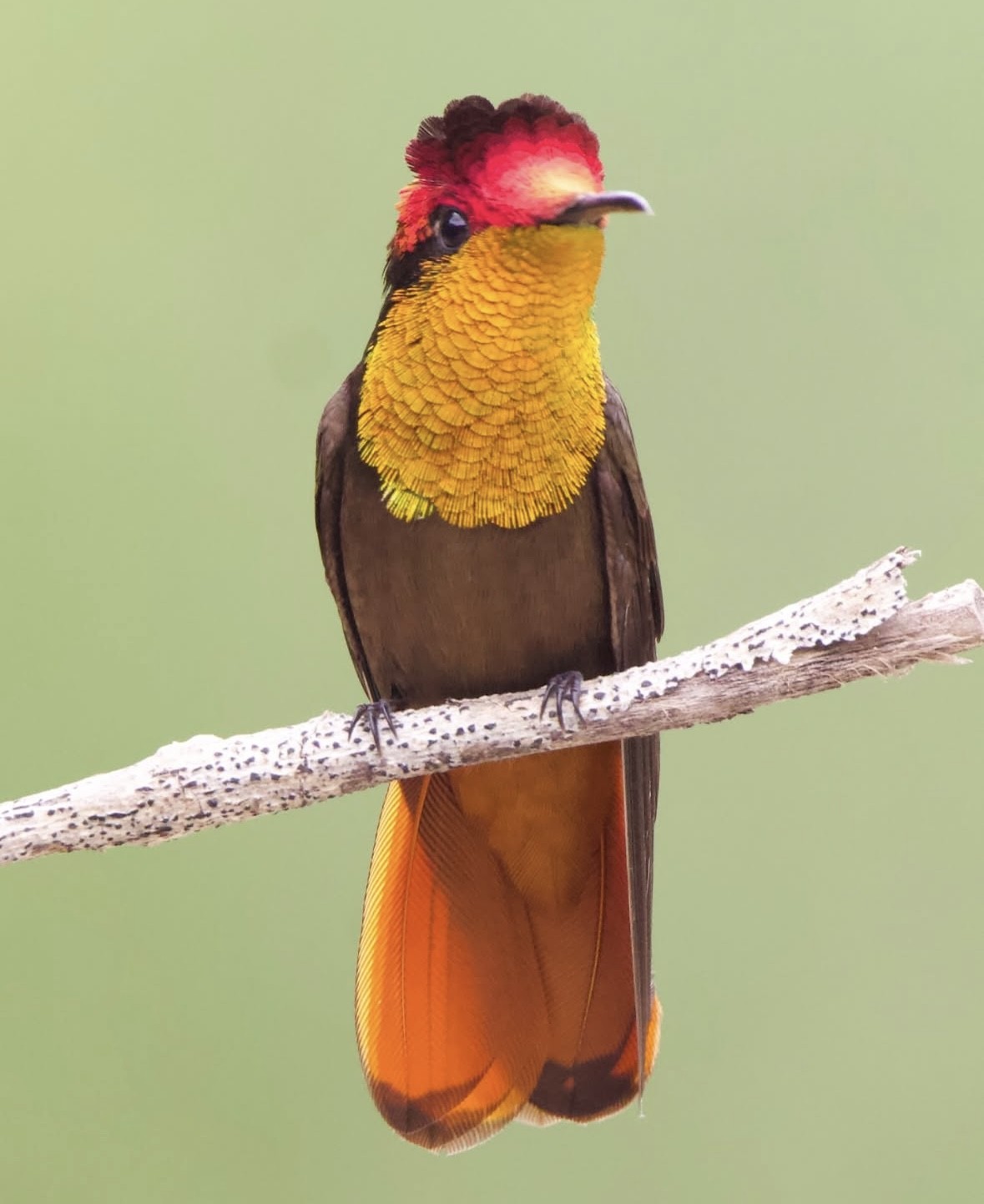 Kızıl gerdanlı sinek kuşu (Chrysolampis mosquitus) — Fotoğraf: Carol Ferreira