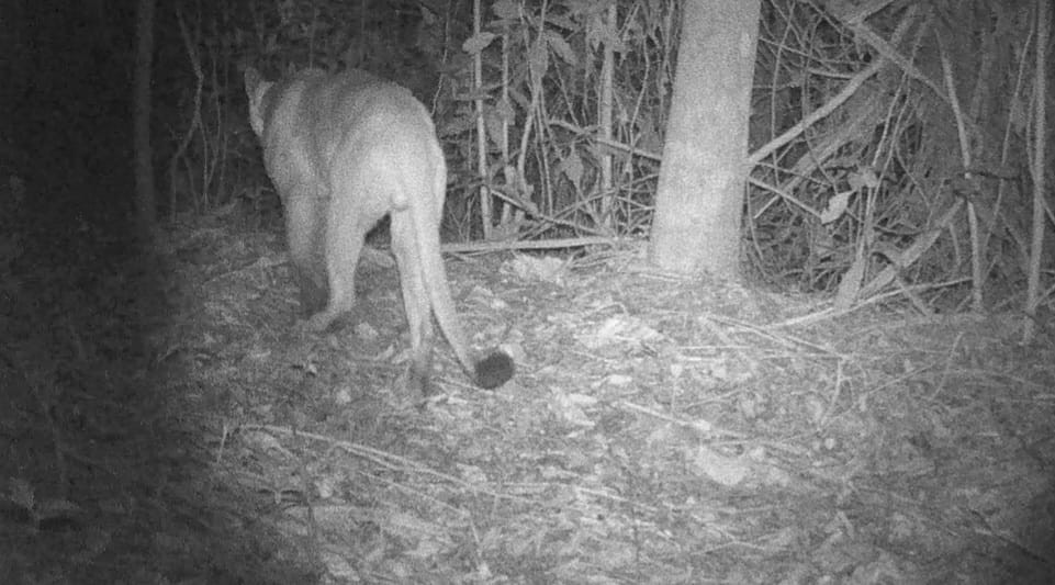 VÍDEO: Onça-parda é vista andando em  área de mata em Barra do Piraí