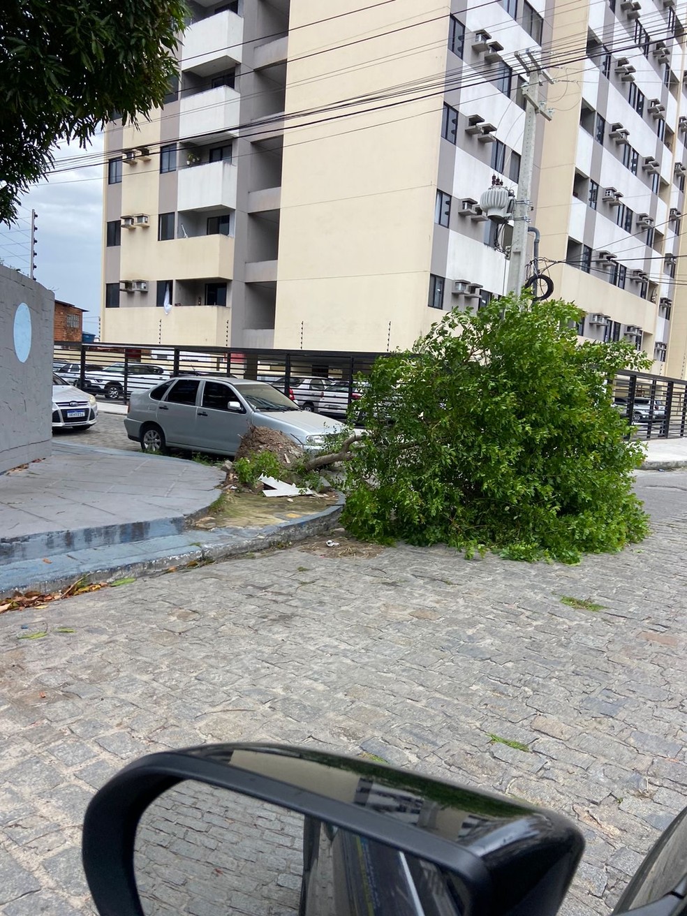 Queda de árvore, Poço, Maceió, ventania — Foto: Arquivo pessoal