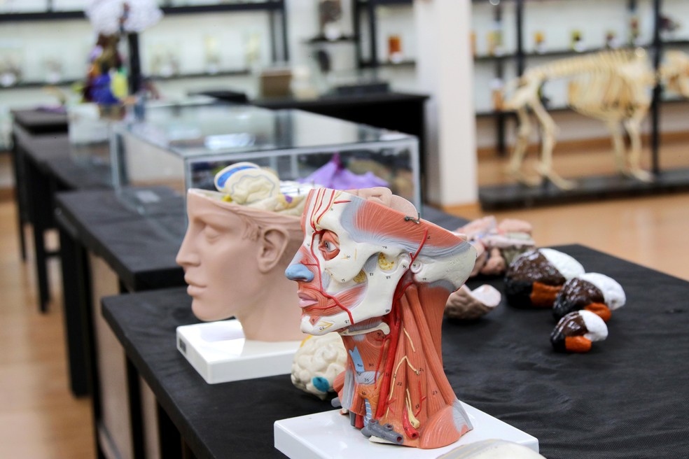 Doação de cadáver colabora para os estudos das universidades. — Foto: SETI-PR