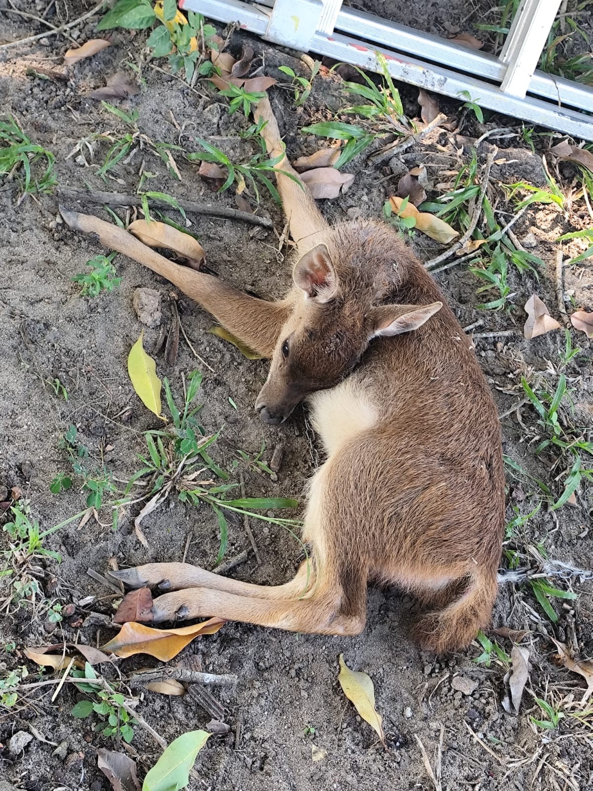 Filhote de cervo é resgatado por guardas ambientais em Saquarema