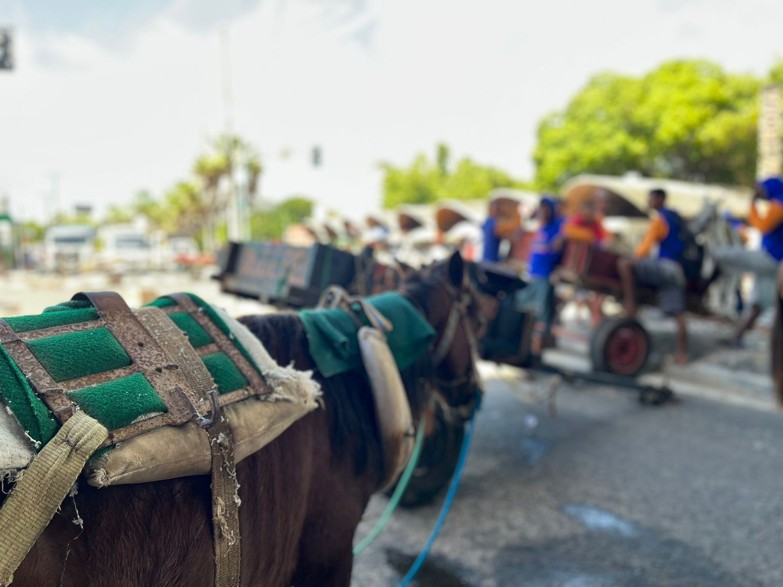 Após três anos, Câmara de Teresina aprova projeto de substituição gradual de animais de tração e auxílio a carroceiros