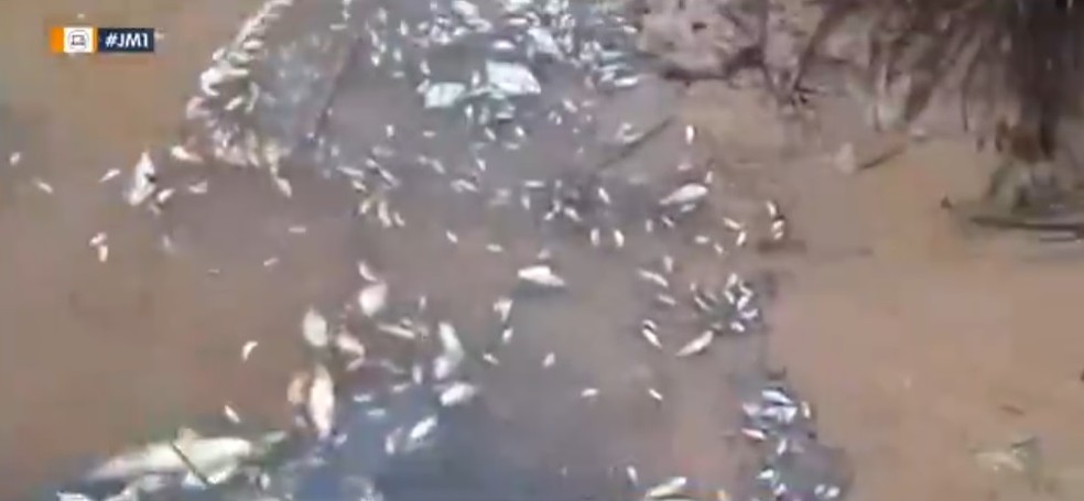 Dezenas de peixes morrem após aplicação de agrotóxico em rios no Maranhão — Foto: Reprodução/TV Mirante