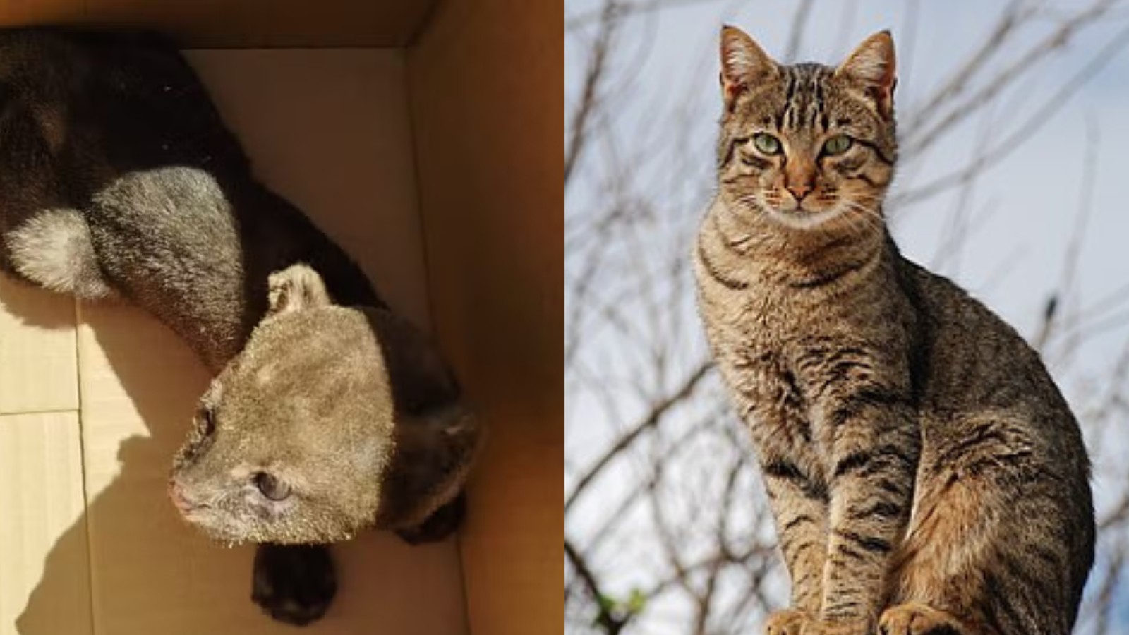 Entenda diferença entre gato silvestre e doméstico e saiba como agir 