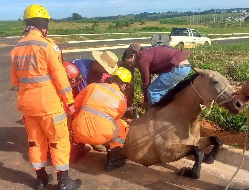 Égua cai em boca de lobo com 1,5 metro de profundidade e fica com patas traseiras presas em Araxá