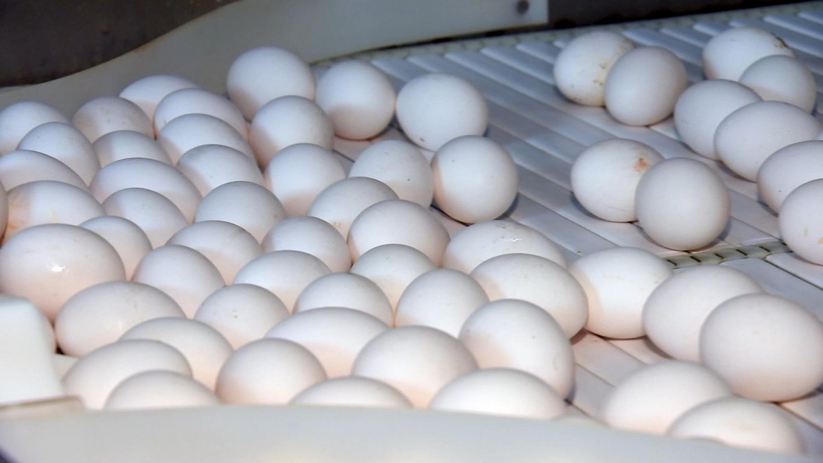 Granjas aproveitam aumento da demanda por ovos na quaresma | Nosso Campo