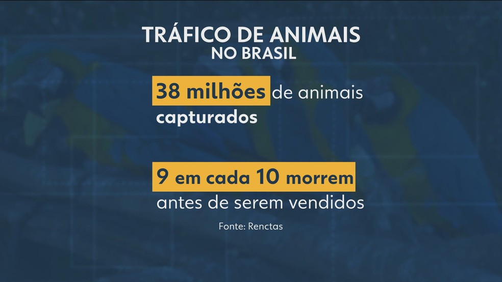 Dados do tráfico de animais no país — Foto: Reprodução/TV Globo
