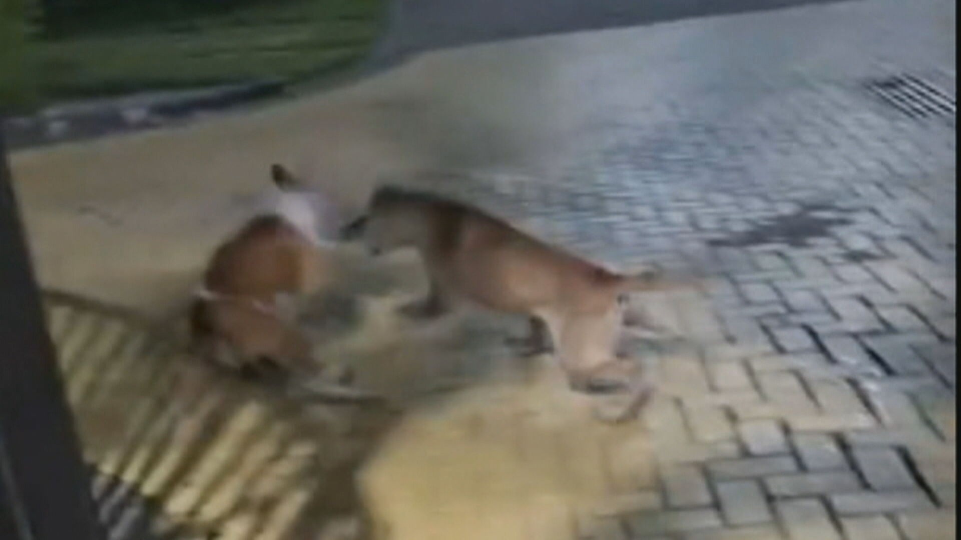 Moradores de condomínio na Pavuna se alarmam com ataques de pitbull abandonado