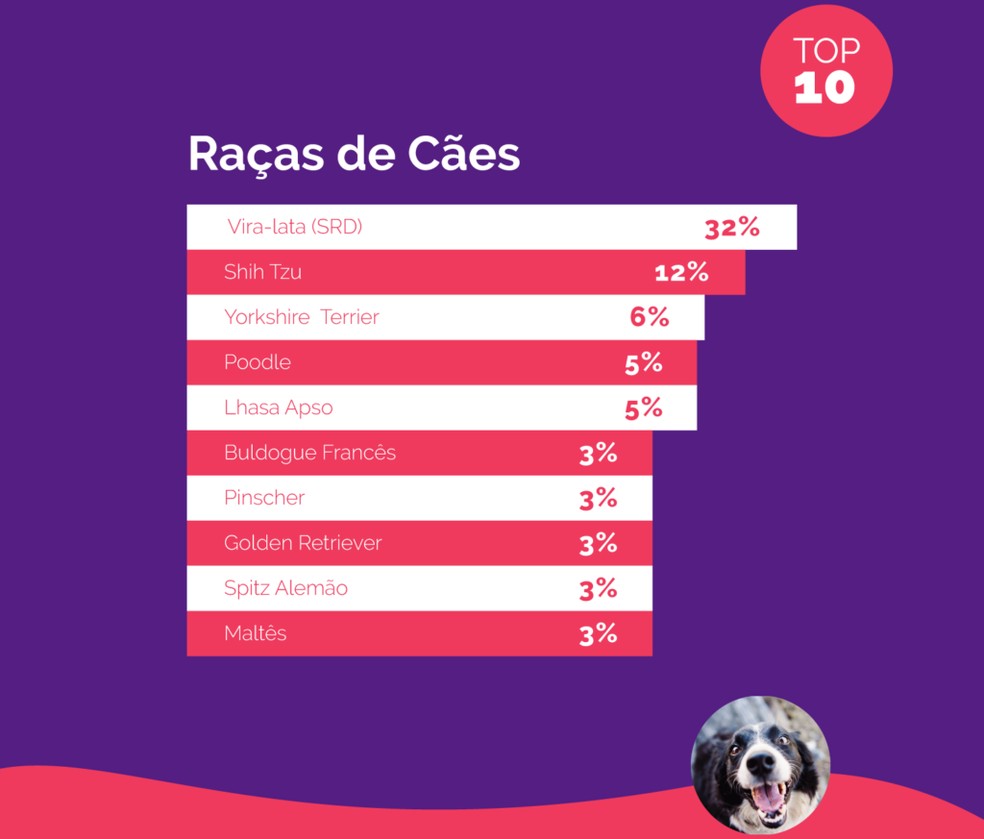 13 nomes de cachorro populares entre os brasileiros