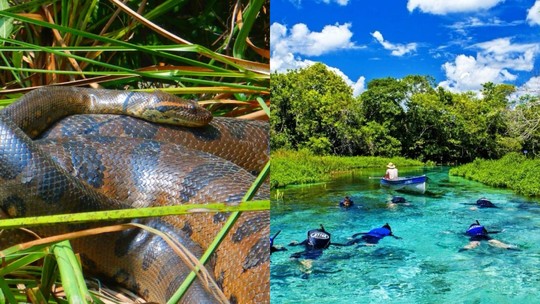 Conheça as 3 sucuris mais famosas do paraíso escondido no Brasil - Foto: (Reprodução)