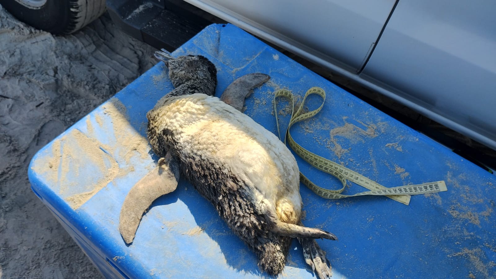 Veja o que pode ter levado a morte dos mais de 500 pinguins em menos de uma semana no litoral brasileiro
