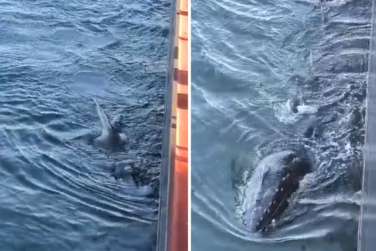 Filhote de baleia jubarte se perde no canal do Porto de Santos e chega perto de navio; VÍDEO