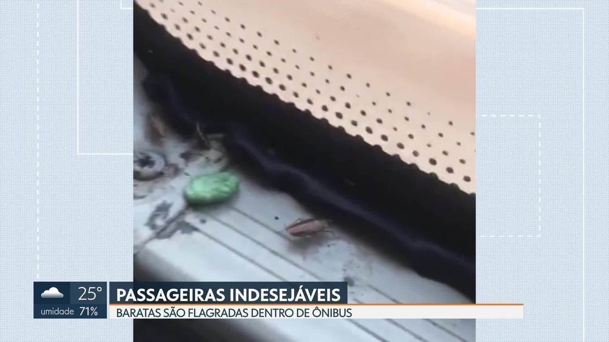 Flagrante de baratas dentro de ônibus