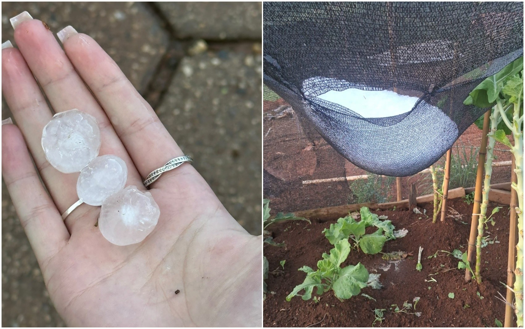 Chuva de granizo atinge áreas rurais de São João da Mata e Campestre e causa prejuízos em lavouras de café