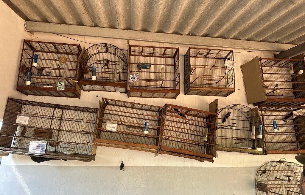 Operação apreende 25 aves silvestres vítimas de maus-tratos em MT