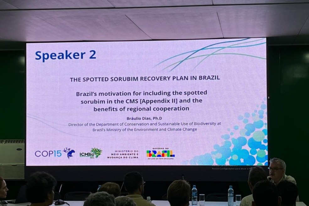 Pintado pode entrar em lista global de proteção - decisão será votada na COP15 — Foto: Thais Libni