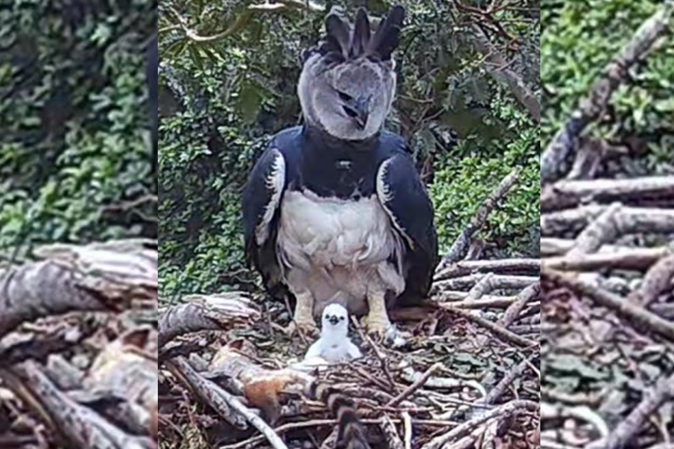 Harpia gigante é flagrada com filhote em ninho no Pantanal. — Foto: Icterus Ecoturismo e Planeta Aves/Reprodução