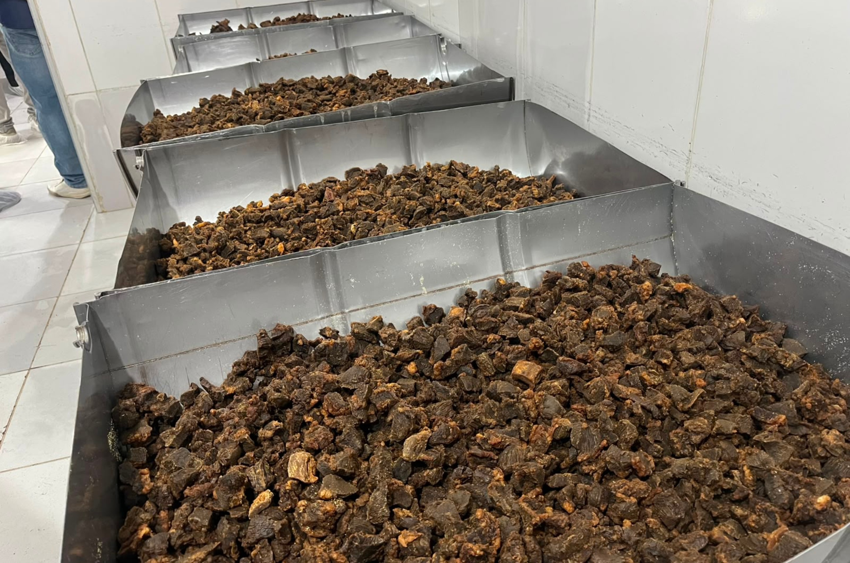 Produção da 'maior paçoca do mundo' começa com carne de mais de 10 bois para arraial em Boa Vista
