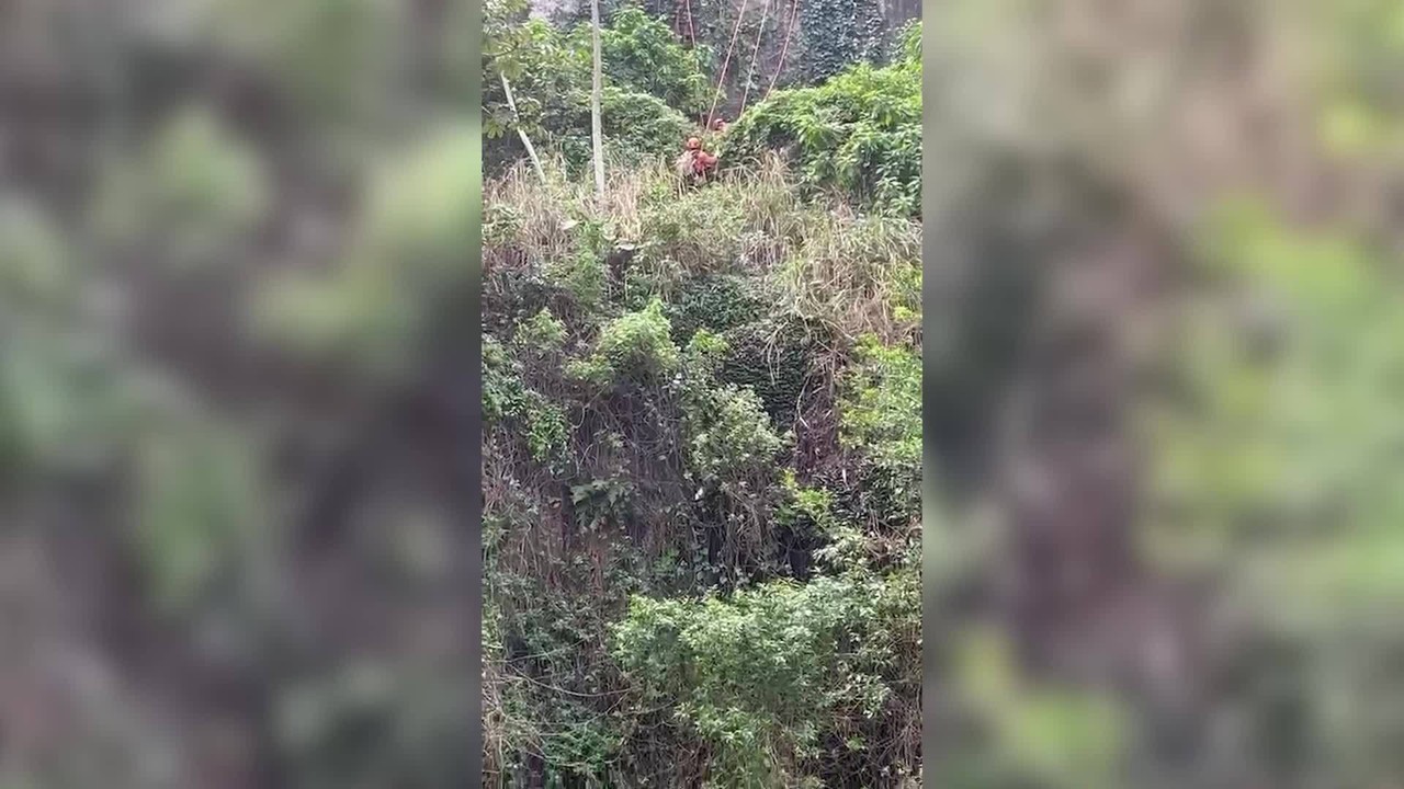 Corpo de Bombeiros realiza mais de 18 mil resgates de animais no RJ em 2026 