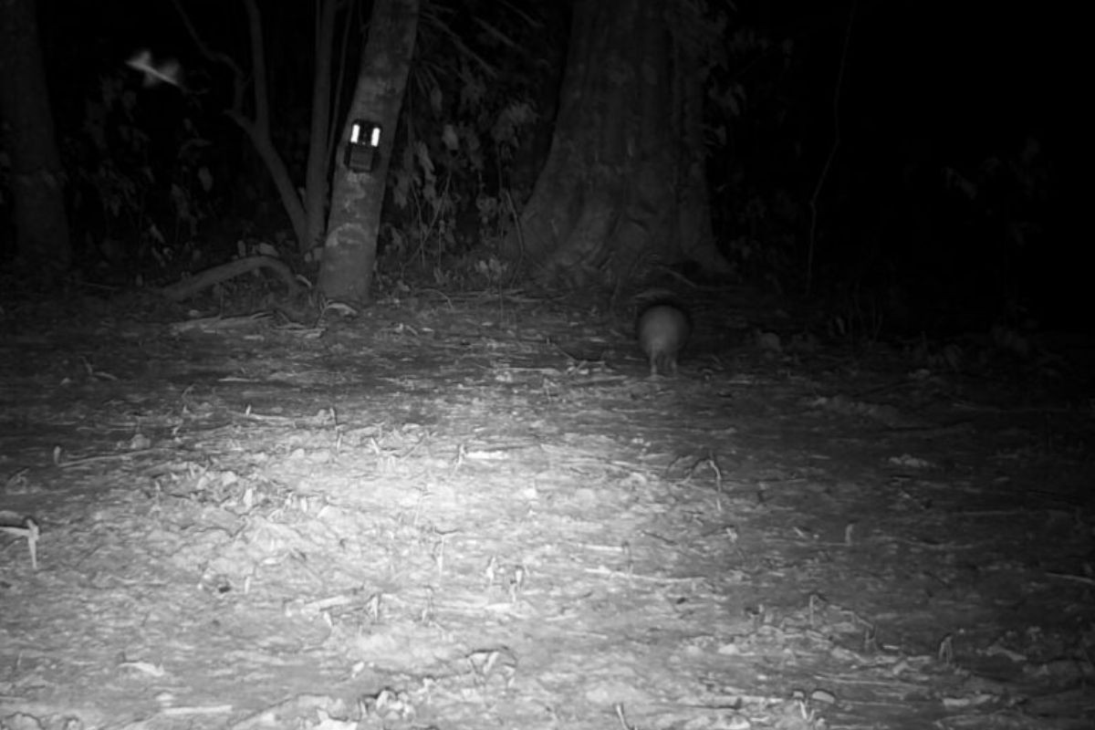 VÍDEO: Casal raro de tatu-bola é flagrado em área preservada do Pantanal
