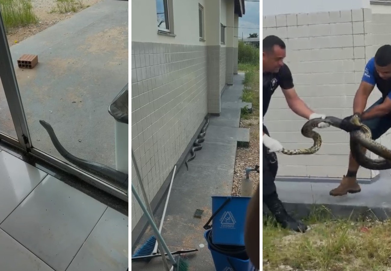 Sucuri chama é resgatada ao tentar entrar em UPA no Tocantins