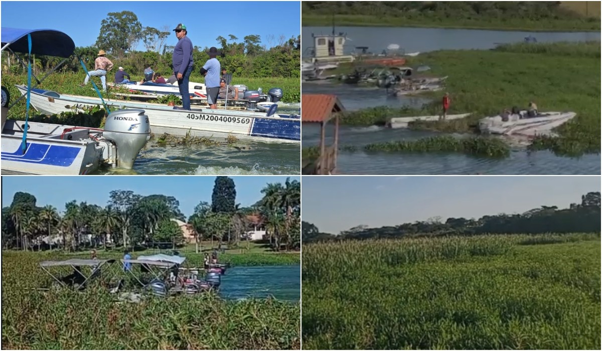 Barqueiros se reúnem para retirar aguapés que atrapalham navegação no Rio Jacaré Guaçu em Ibitinga