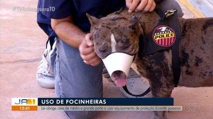Lei obriga cães de médio e grande porte a usarem focinheira em passeios
