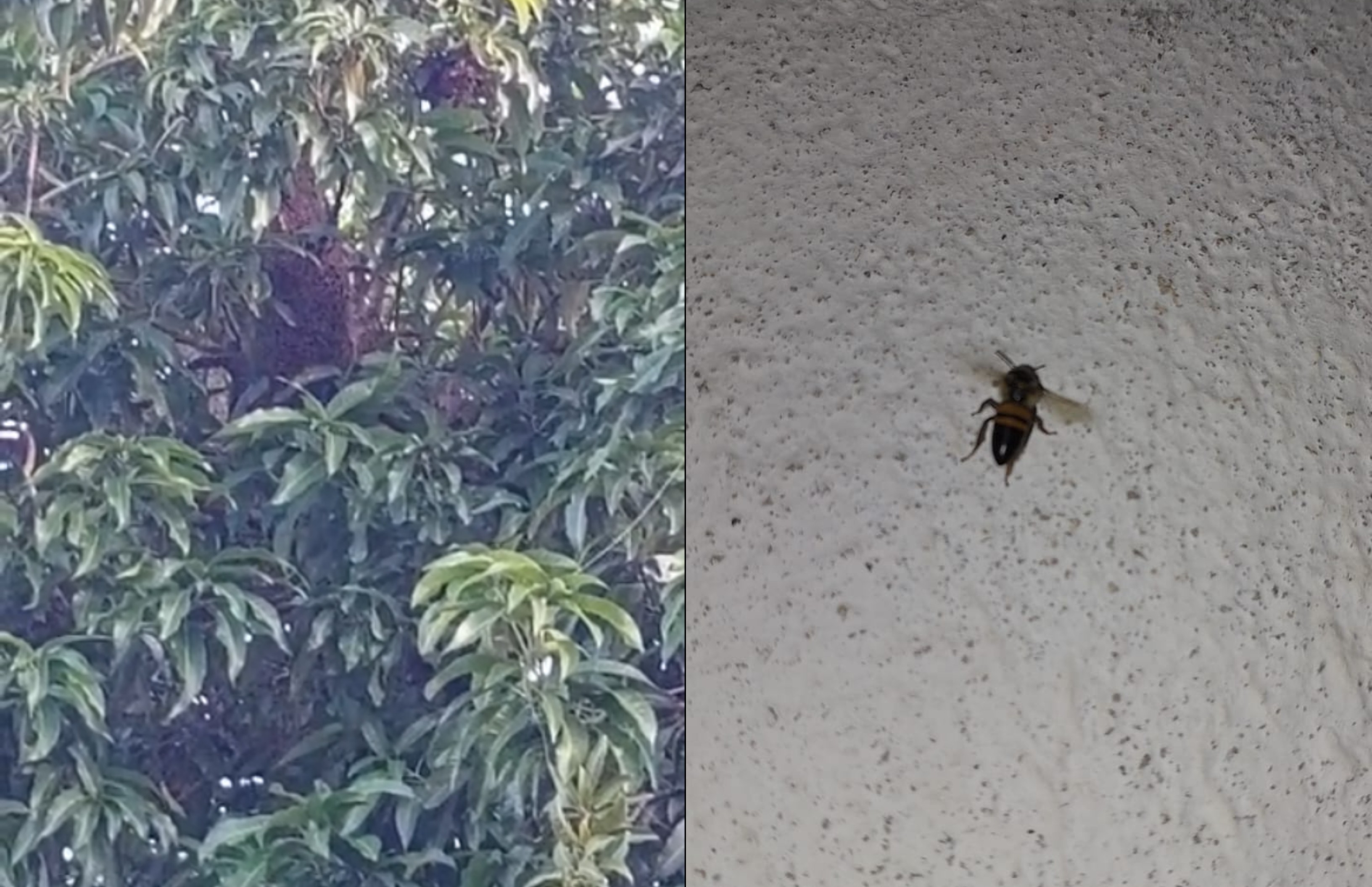 Abelhas causam medo em moradores de bairro em Boa Vista há mais de sete meses