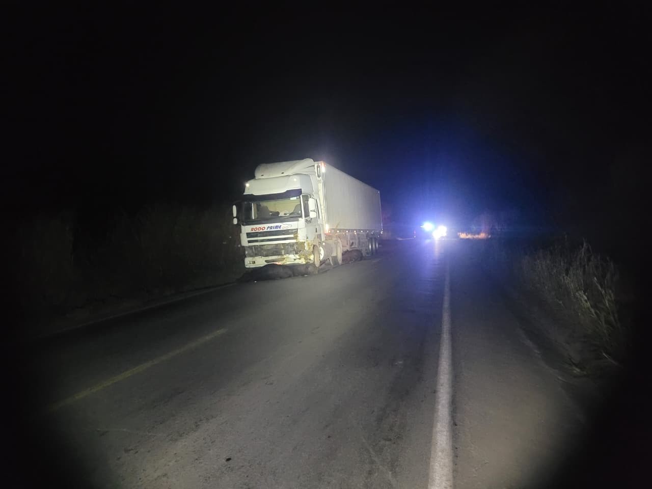 VÍDEO: Manada de búfalos é atropelada por carreta e oito animais morrem na MG-170