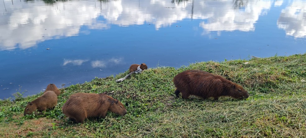 140 ideias de Capivaras em 2023  capivaras, capivara, fotos de capivara