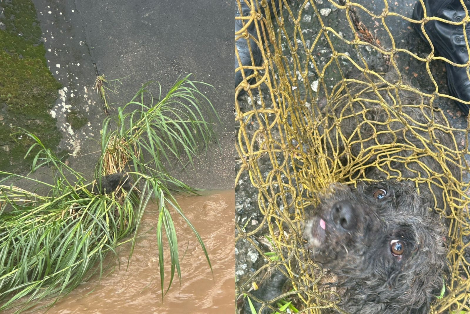 VÍDEO: cão é resgatado após cair em córrego, ser arrastado por enxurrada durante chuva e ficar ilhado em Jundiaí