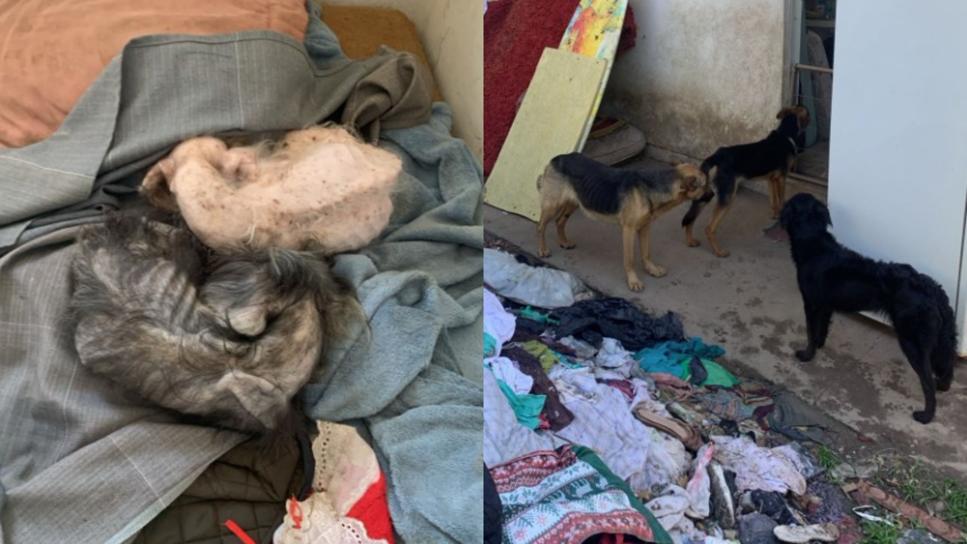 VÍDEO: 11 cães em extrema magreza e sem água são resgatados em Florianópolis; tutora é presa