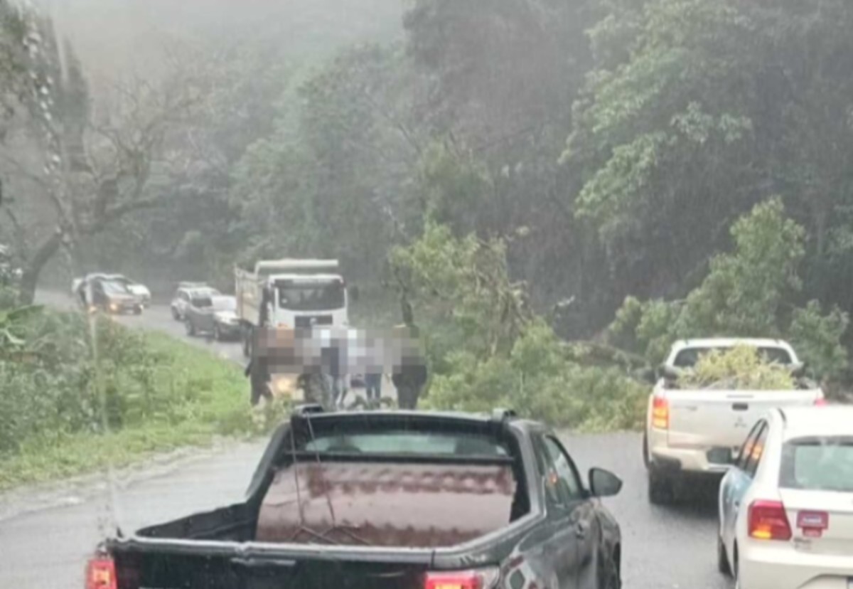Queda de árvore interdita a RJ-155, em Angra dos Reis
