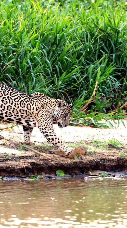 Biólogo registra onça-pintada predando filhote de capivara