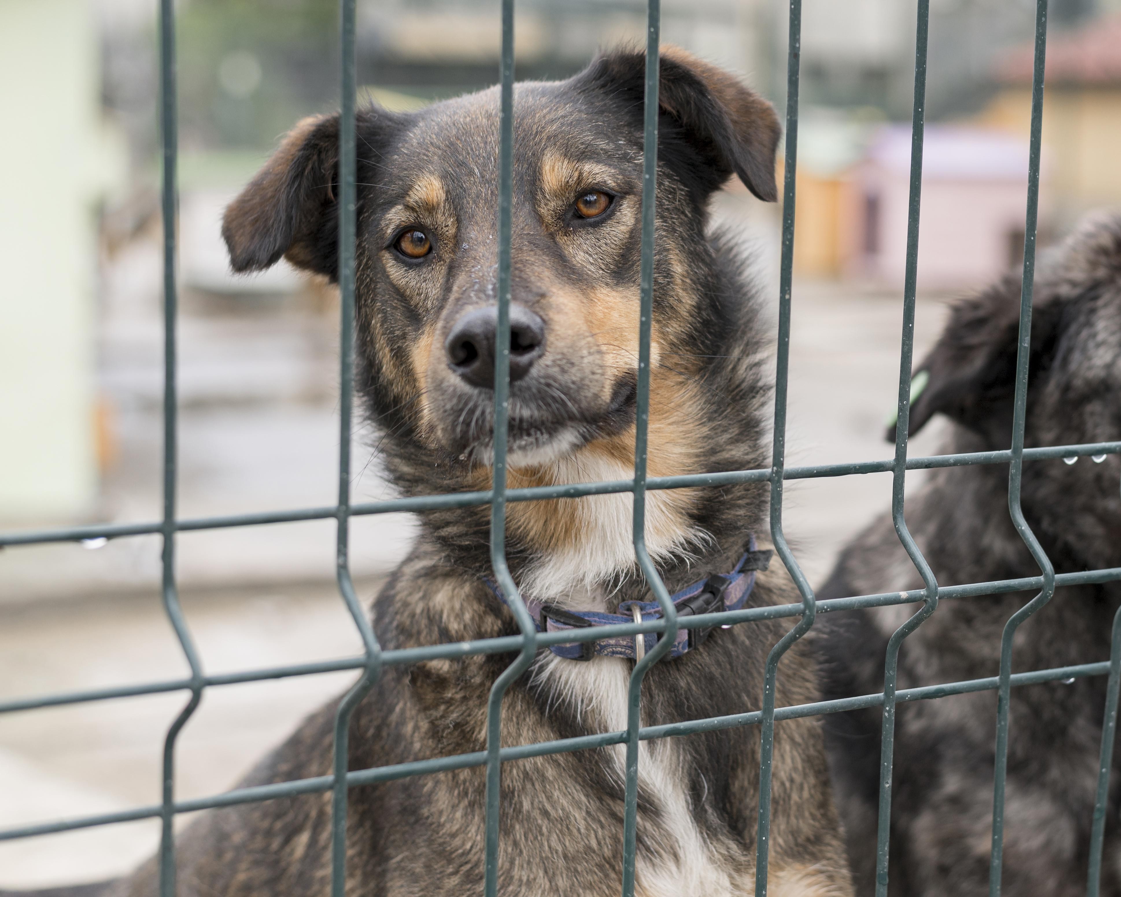 Deputados aprovam multa de até R$ 37 mil a quem acorrentar cães e gatos de forma inadequada em SP; veja o que pode e o que não pode