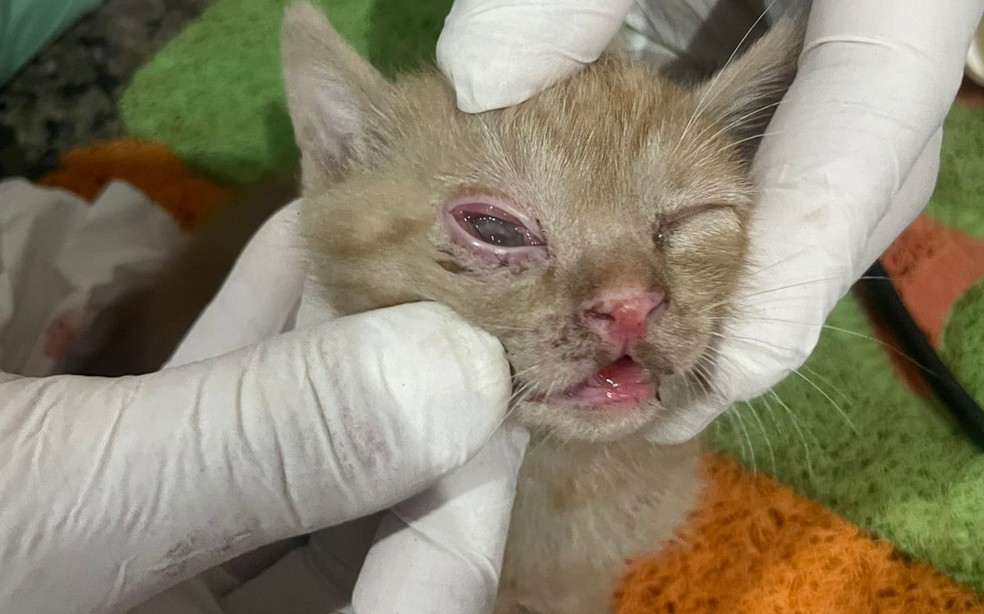 Gata ferida recebendo cuidados veterinários