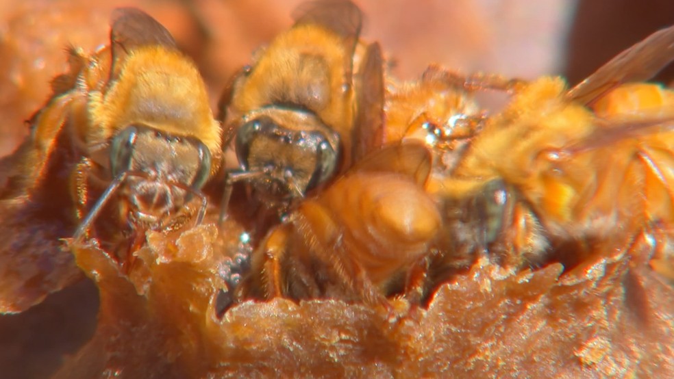 Enxame de abelhas deixa pessoas feridas e mata cavalo em Rio Pardo, Rio  Grande do Sul