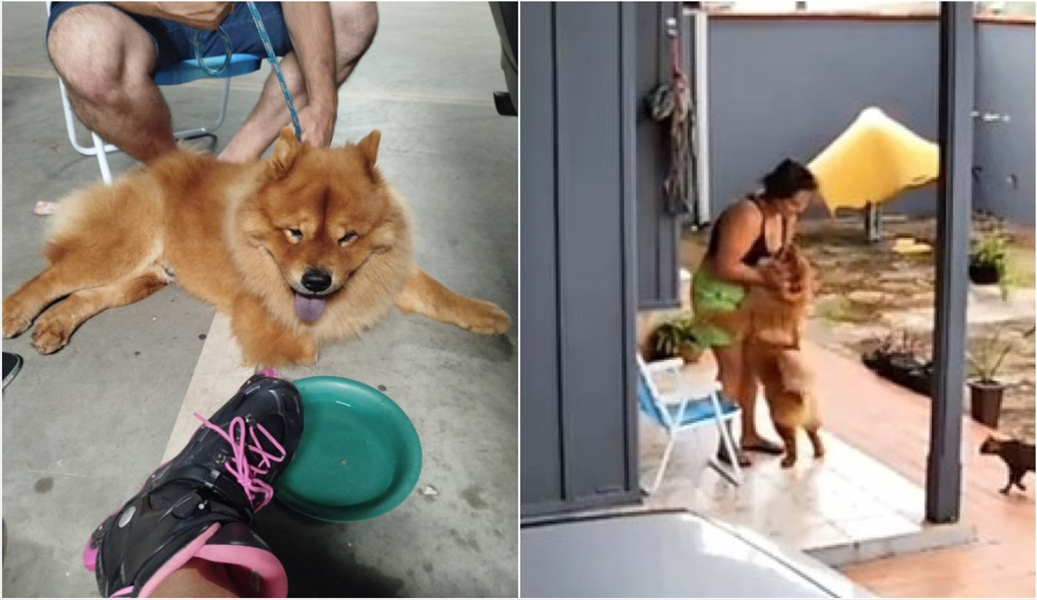 Eutanásia de cão após mordida: como evitar desfechos trágicos e erros que afetam o bem-estar do animal e da família