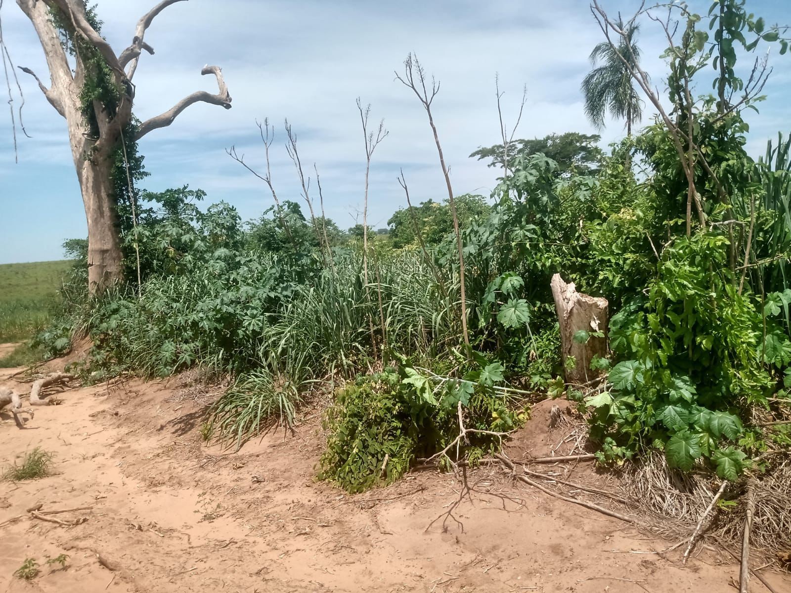 Sitiante leva multa de mais de R$ 1,6 mil por desmatamento de vegetação nativa em Flórida Paulista